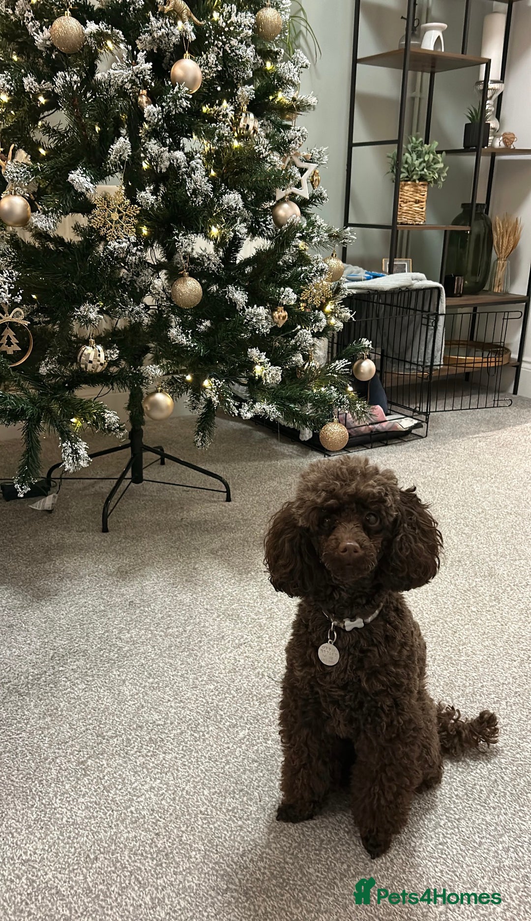 Toy Poodle dogs for stud: Pedro (Choccywoky do dah) - Advert 10