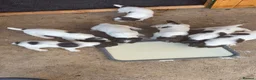 English Springer Spaniel dogs for sale: Working Springer Spaniel Puppies - Advert 8