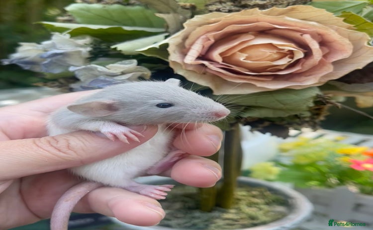 Rat rodents - Advert 8