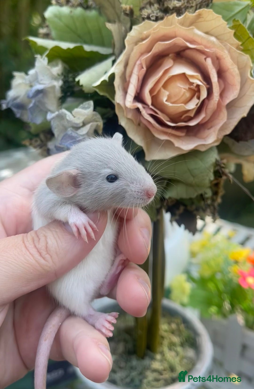 Rat rodents for sale: Absolutely gorgeous baby dumbo rats! - Image 1