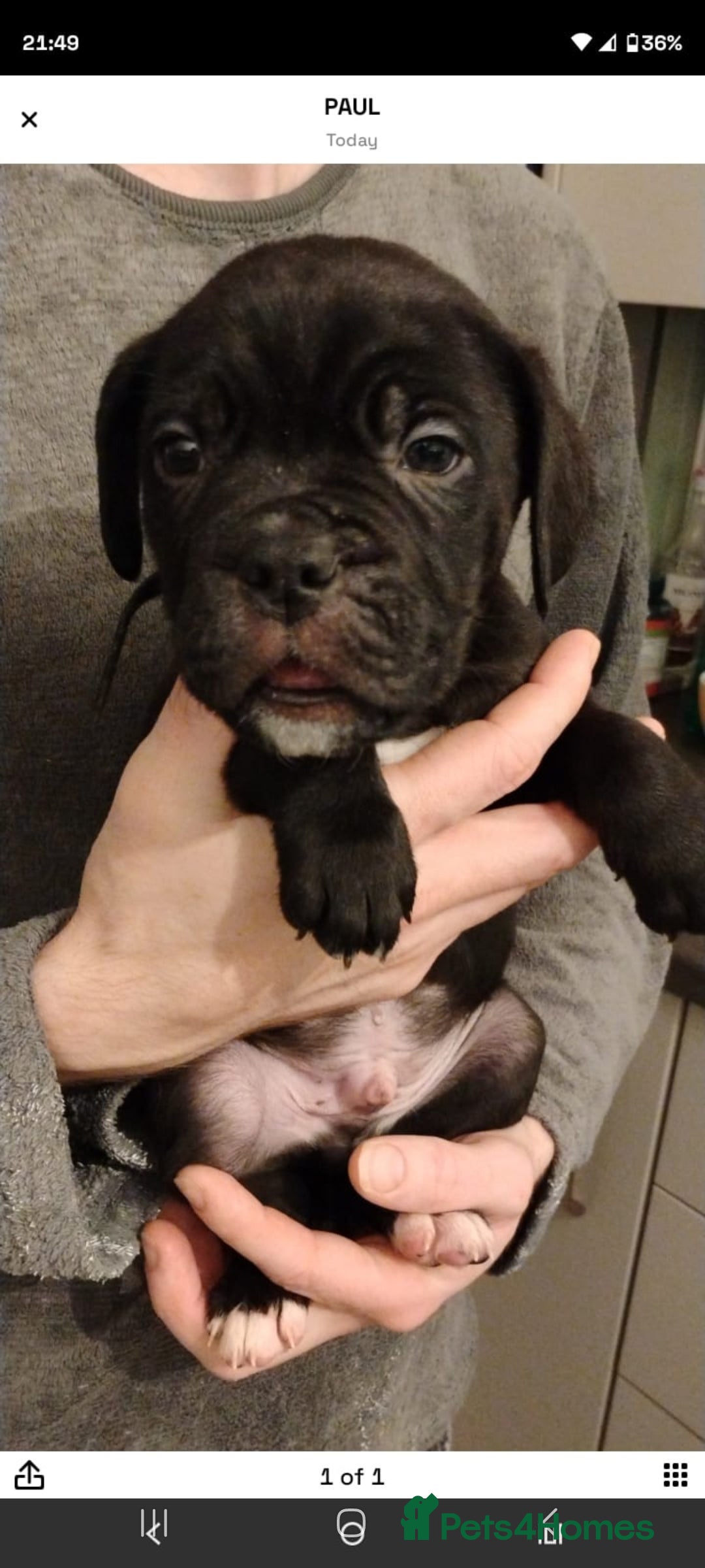 Mixed Breed dogs for sale: Cane Corso cross American bulldog puppy's  - Advert 16