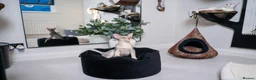 Abyssinian cats for sale: Super Cuddling Boy Champion Line 🏆 Silver Black - Advert 18
