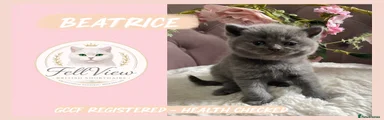 British Shorthair 6