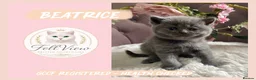 British Shorthair cats for sale: GCCF Pedigree British shorthair kittens  - Advert 25