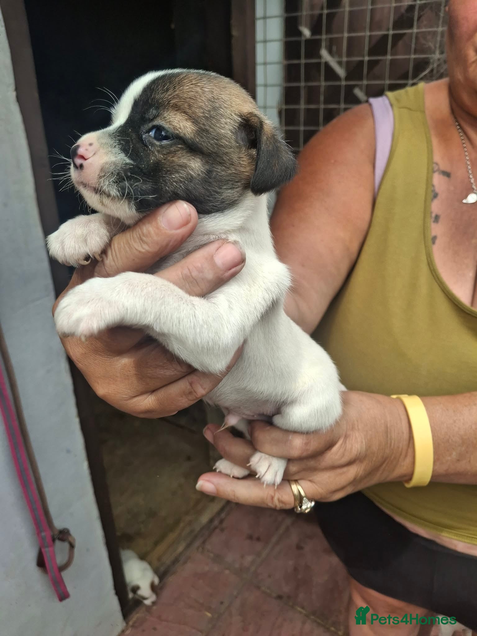 Jack Russell dogs for sale: Jack Russell puppys in Enfield - Advert 6