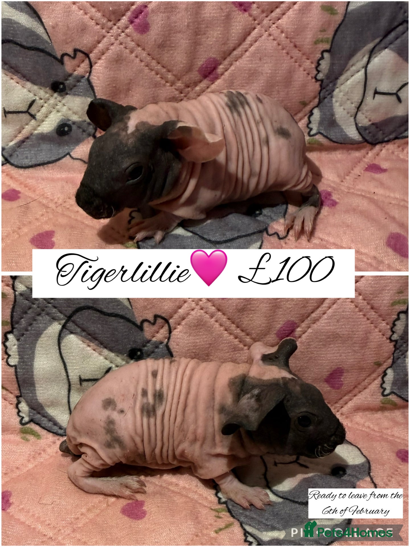 Guinea Pig rodents Skinny pigs  - Advert 10