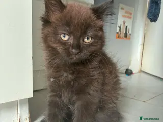 Ragdoll cats Super fluffy little girls READY NOW!! - Advert 4