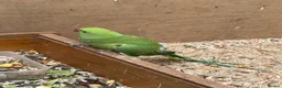Cockatiels birds for sale: Indian Ringneck - Bonded Pair - Advert 6