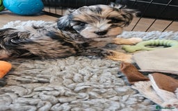Maltipoo dogs for sale: Beautiful F1 Merle Maltipoo boy - Image 12