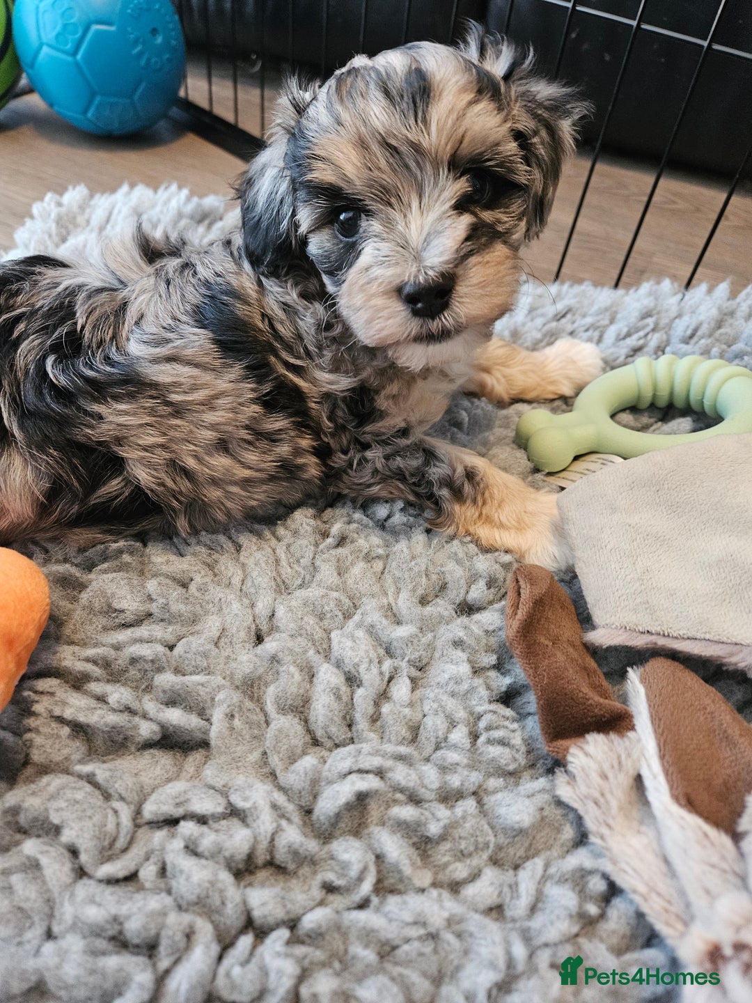 Maltipoo dogs for sale: Beautiful F1 Merle Maltipoo boy - Image 12