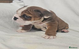 English Bulldog dogs for sale: Champion English bulldogs - Image 13