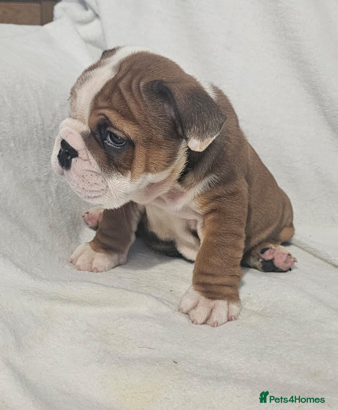 English Bulldog dogs for sale: Champion English bulldogs - Image 13