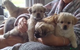 Maltipoo dogs for sale: Maltipoo - Image 2
