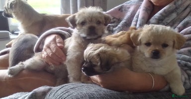 Maltipoo dogs - Advert 1