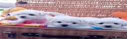 Bichon Frise dogs for sale: Bichon Frise ( 1 boy left ) - Advert 8