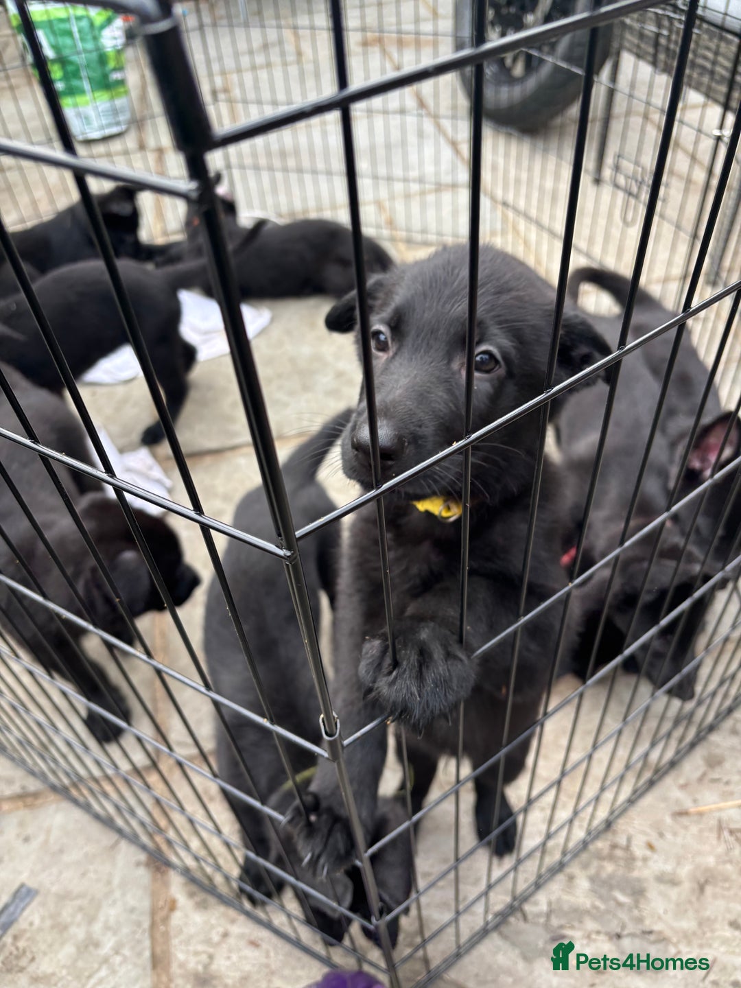 German Shepherd dogs for sale: Beautiful Black German Shepherd Puppies - Image 17