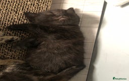 Bombay cats for sale: 3 little boy kittens - Image 12