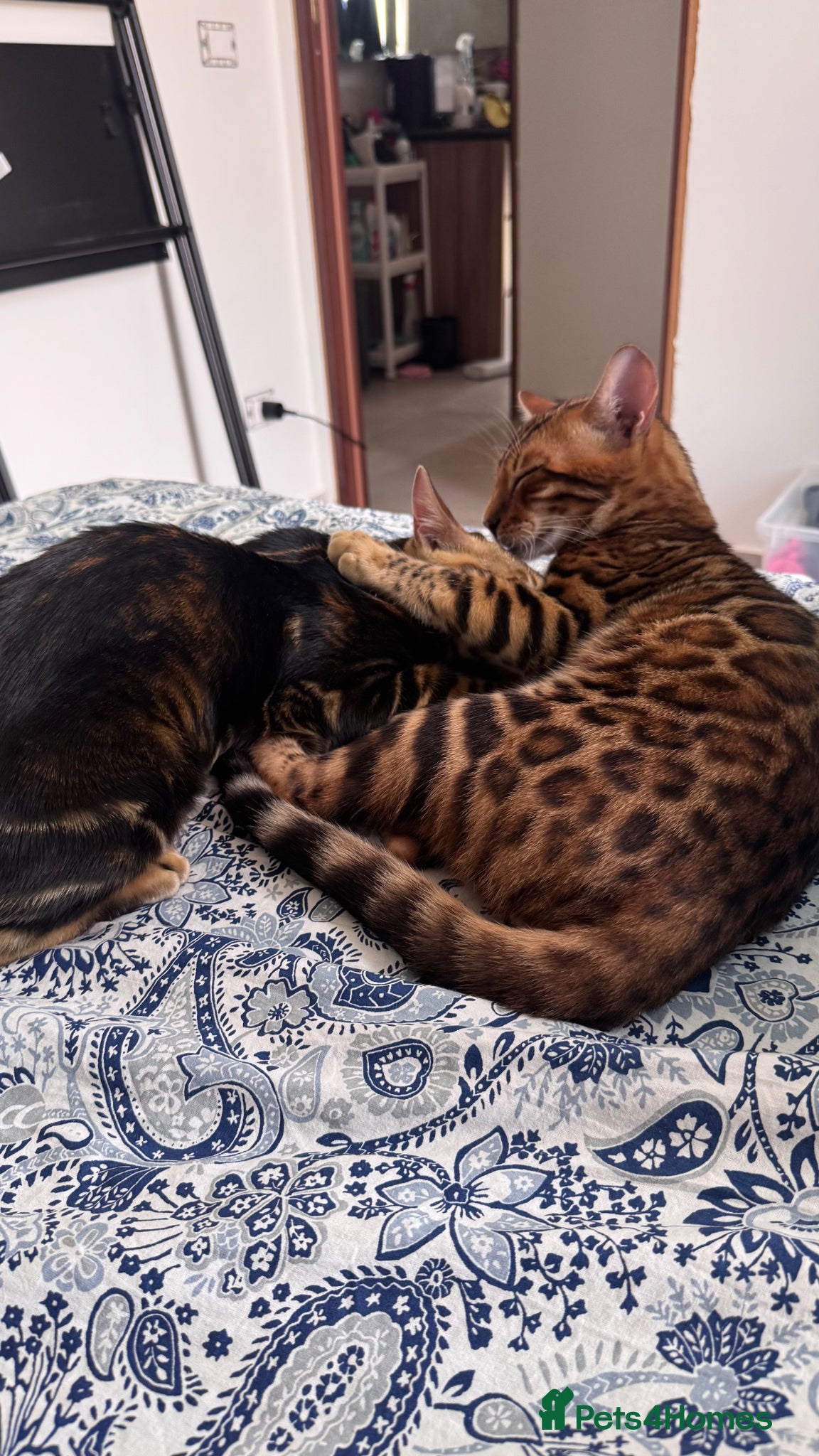 Bengal cats for sale: TICA Bengal cats adorable educated with kid NO UK  in London - Advert 8