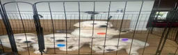 Golden Retriever dogs for sale: STUNNING SHOW LINE GOLDEN RETRIEVER PUPPIES - Advert 2