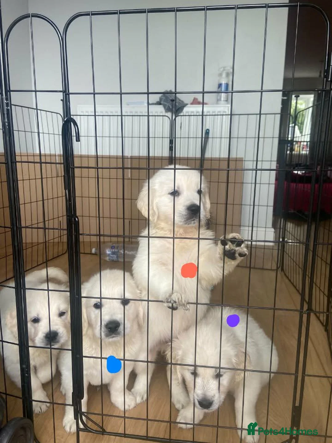 Golden Retriever dogs for sale: STUNNING SHOW LINE GOLDEN RETRIEVER PUPPIES - Advert 2