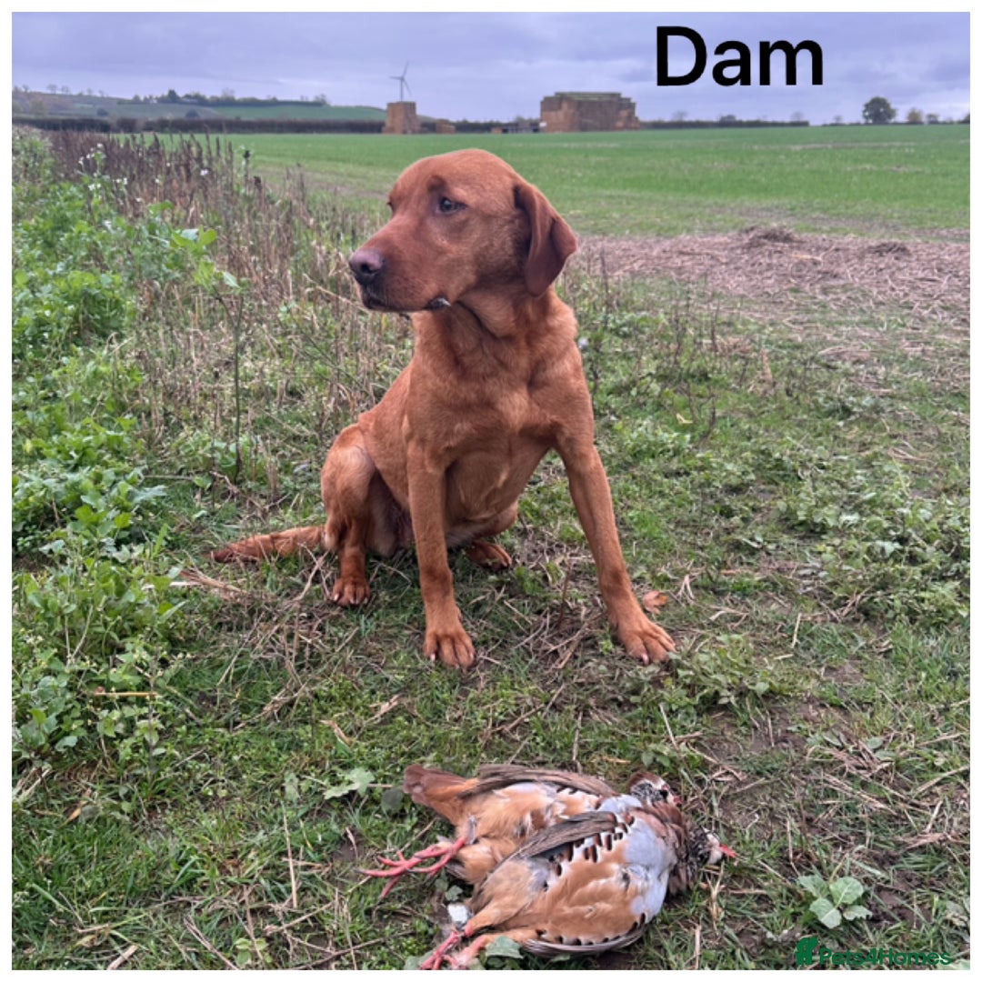 Labrador Retriever dogs for sale: Stunning KC pups,health tested parents&great lines - Advert 9