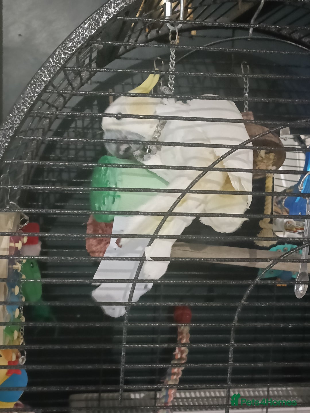 Cockatoo birds for sale: Cockatoo  - Advert 10