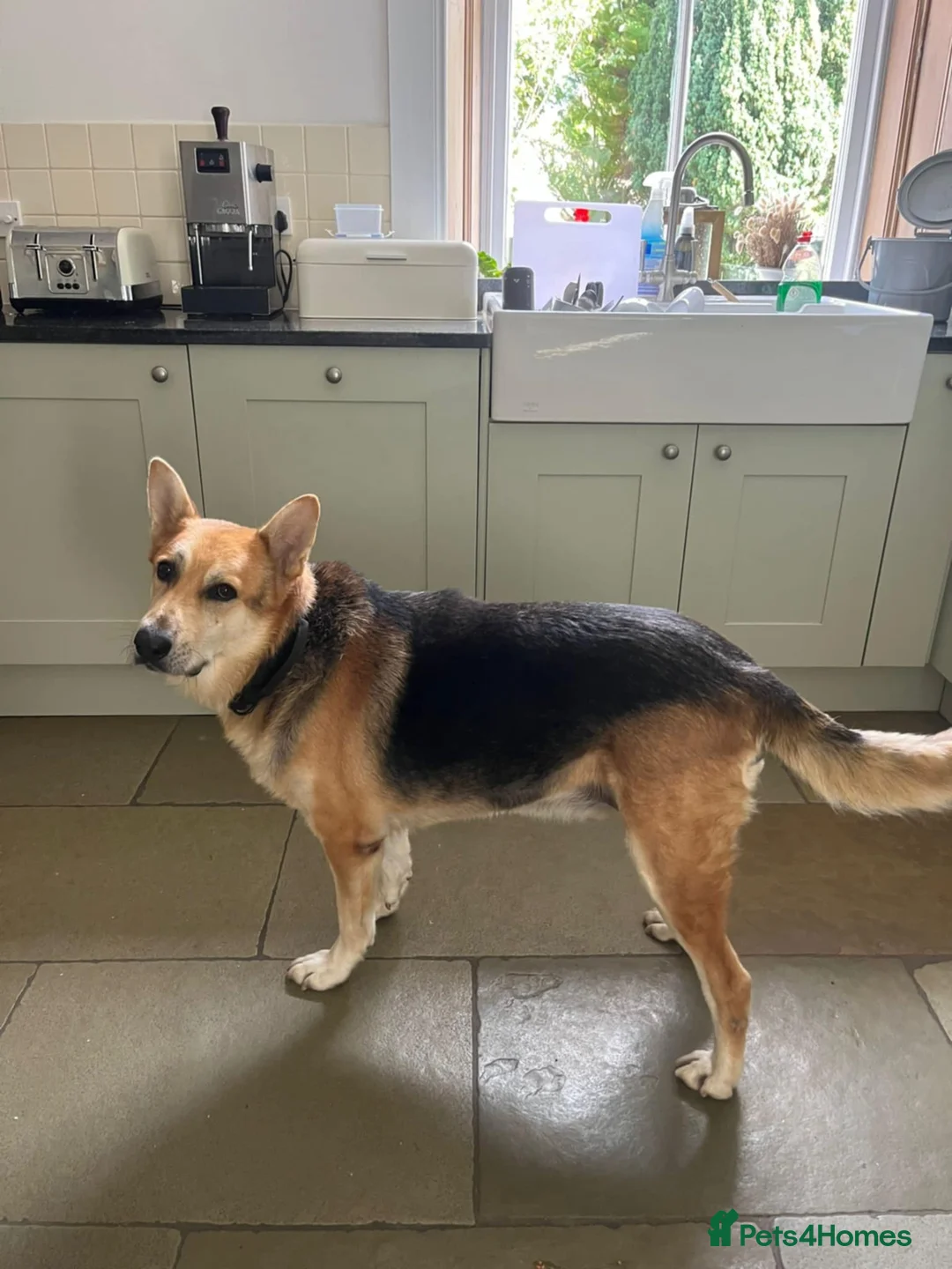 Mixed Breed dogs for adoption: Axel needs the best home  - Advert 5