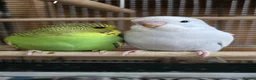 Budgerigars birds for sale: Gorgeous Baby Budgies - Advert 14