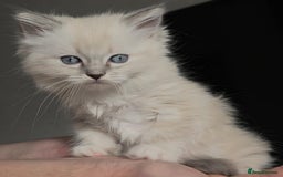 Ragdoll cats for sale: Ragdoll kittens ready to go! - Image 8