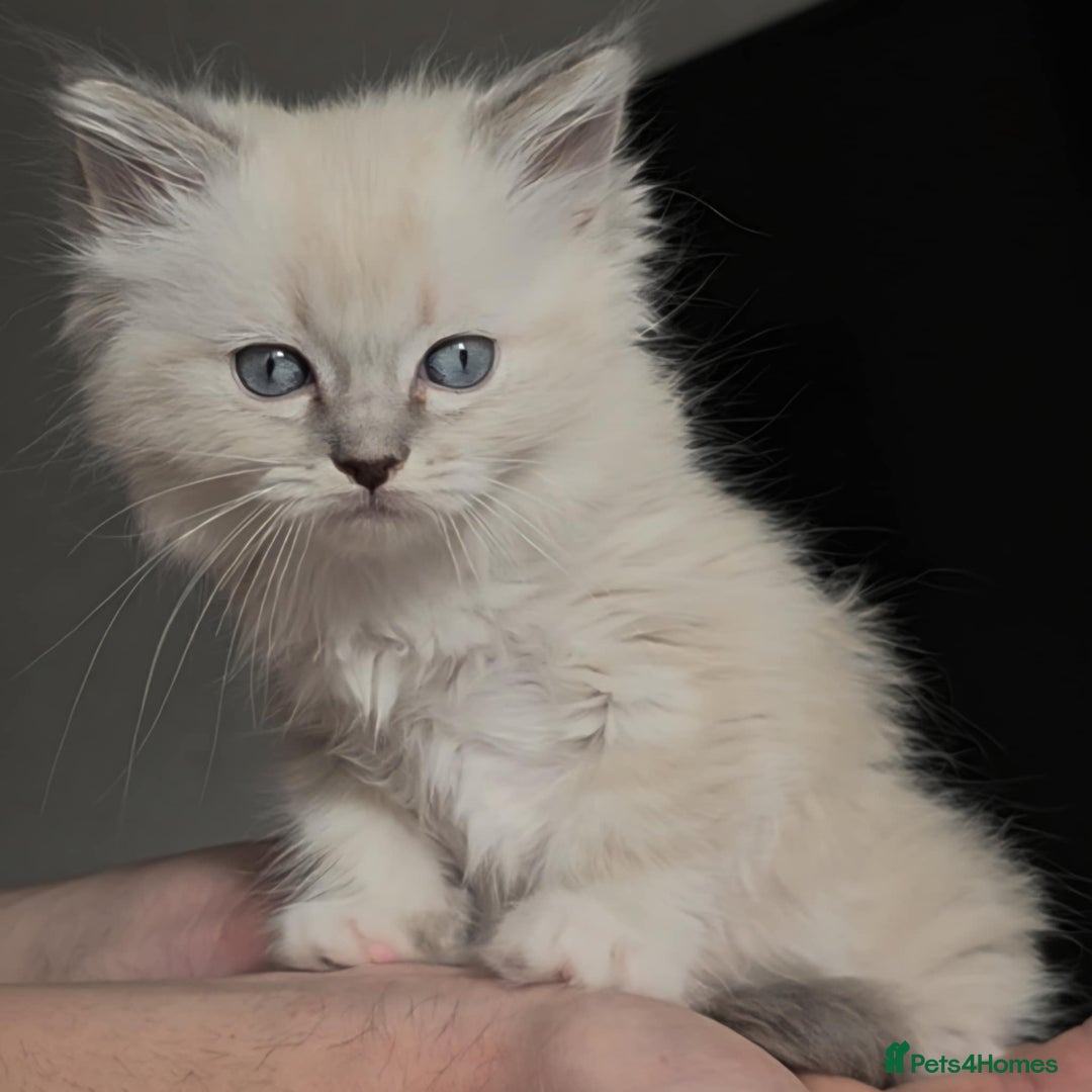 Ragdoll cats for sale: Ragdoll kittens ready to go! - Image 8