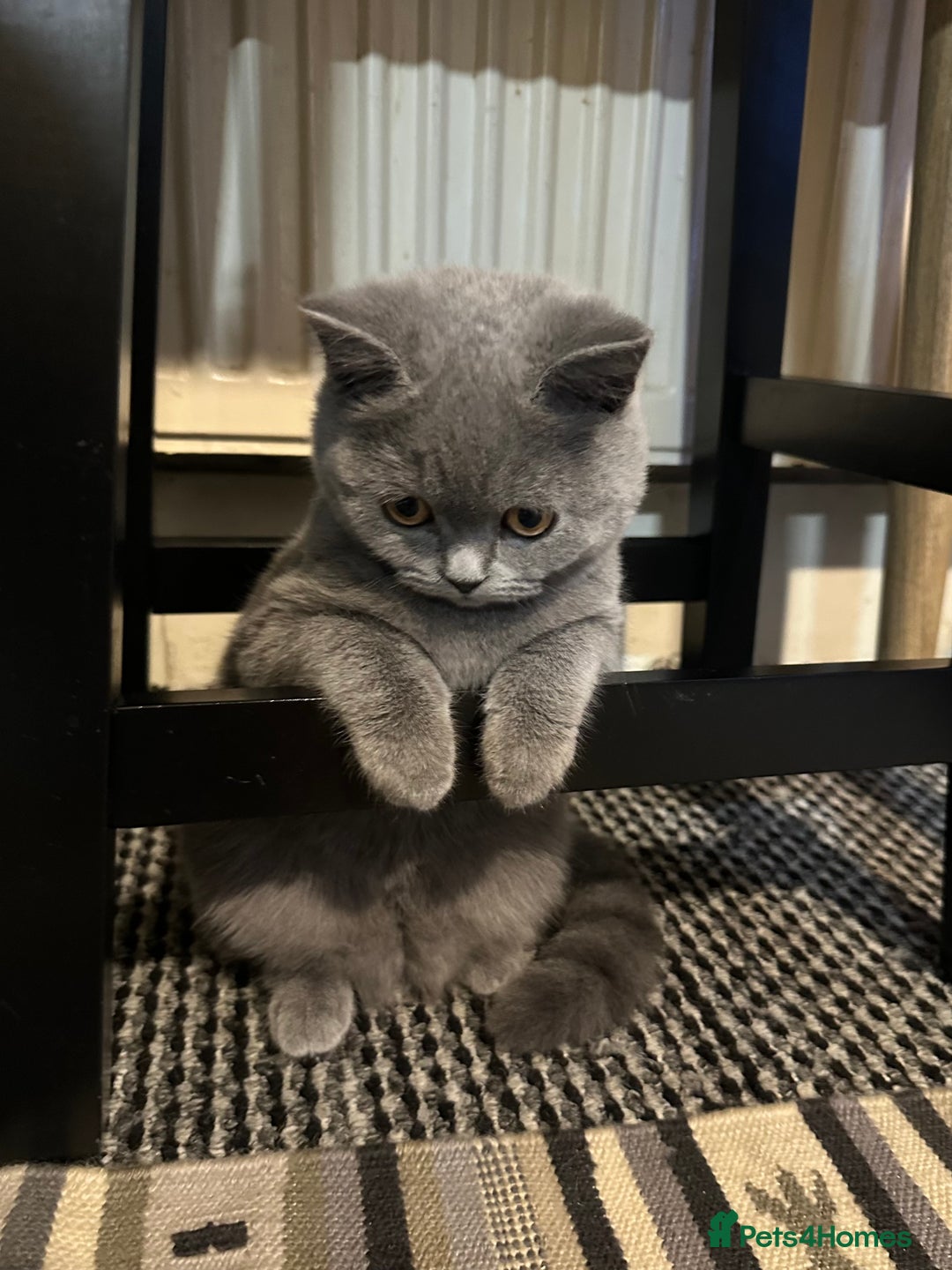 British Shorthair cats for sale: British Shorthair GCCF Registered Kittens  - Advert 6