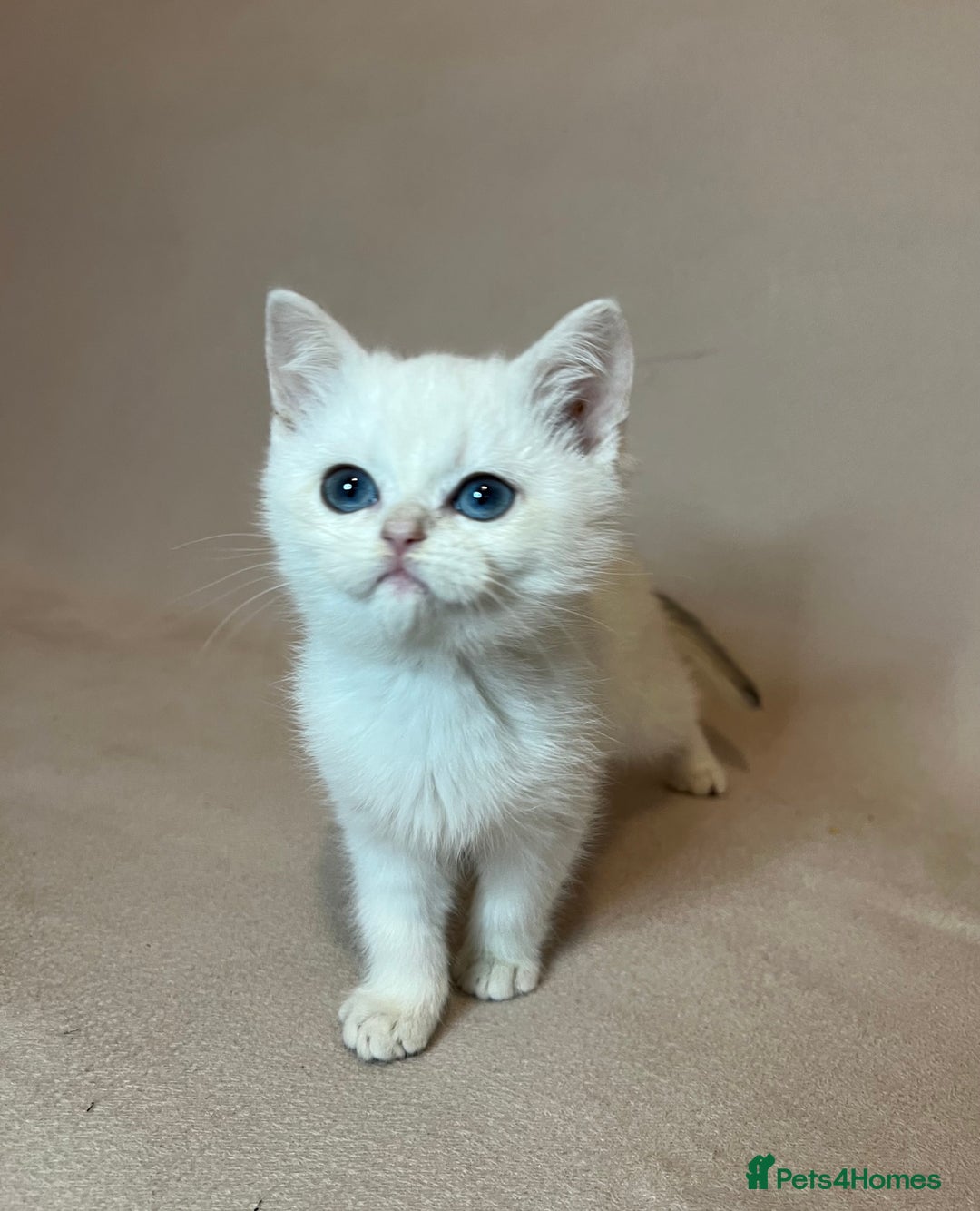 British Shorthair cats for sale: 🐾 Pure BSH Kittens 🐾  - Advert 23