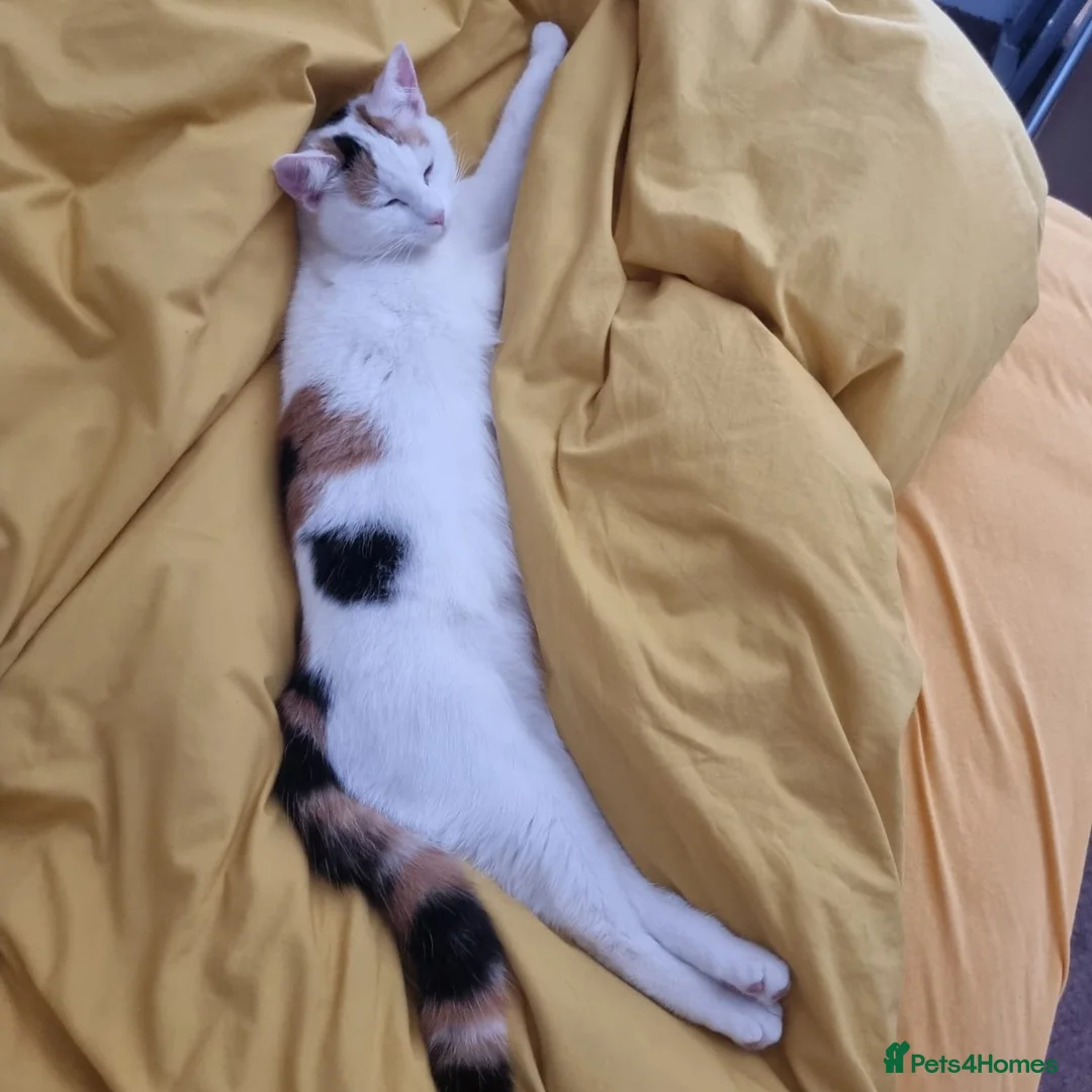 Mixed Breed cats for sale: Beautiful Playful Kittens Looking for Loving Homes in Crewkerne - Advert 2