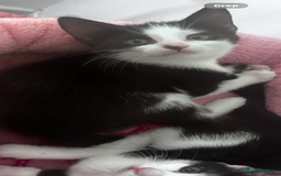 Mixed Breed cats for sale: 2 lovely girl kittens - Image 5