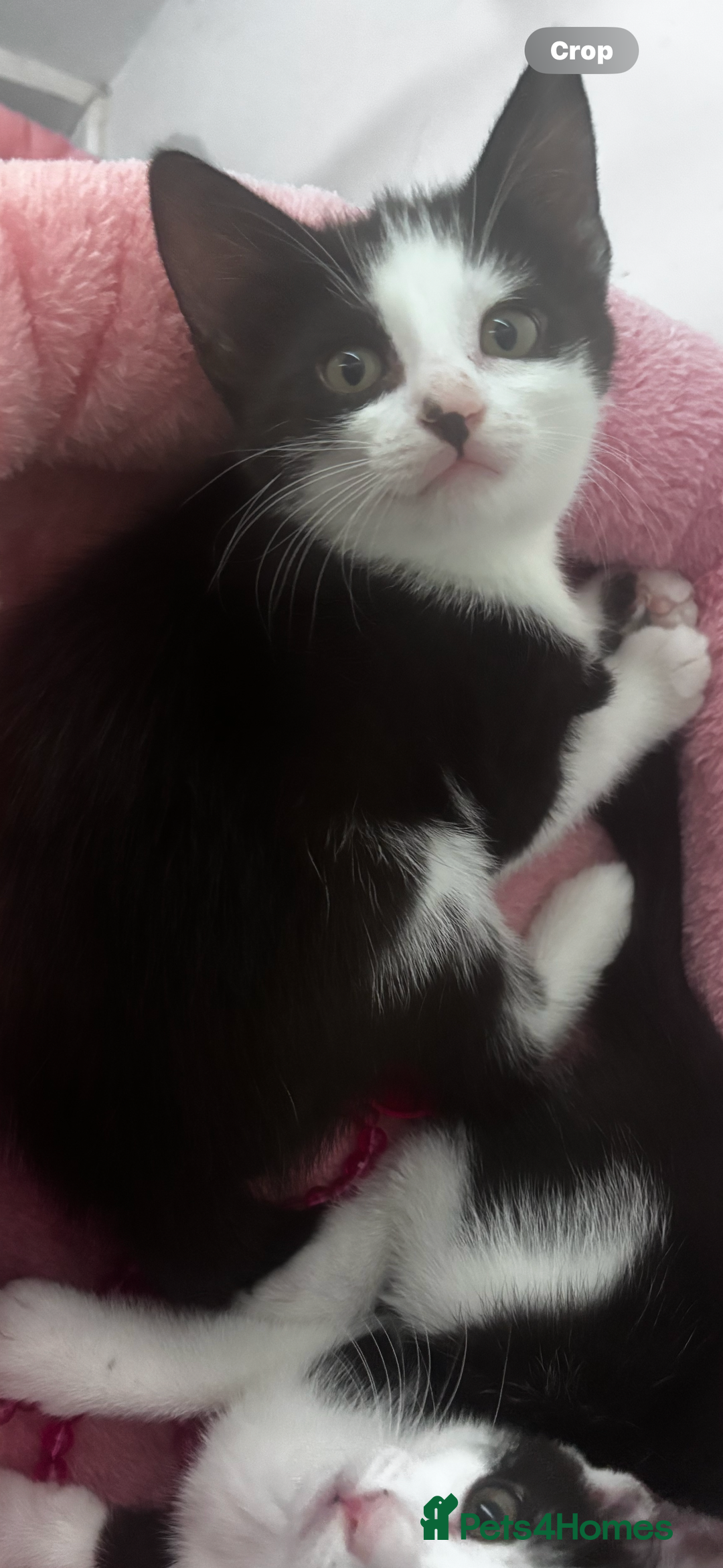 Mixed Breed cats for sale: 2 lovely girl kittens - Image 5