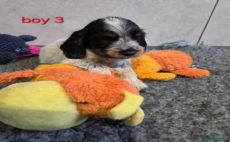 Cocker Spaniel dogs - Advert 1