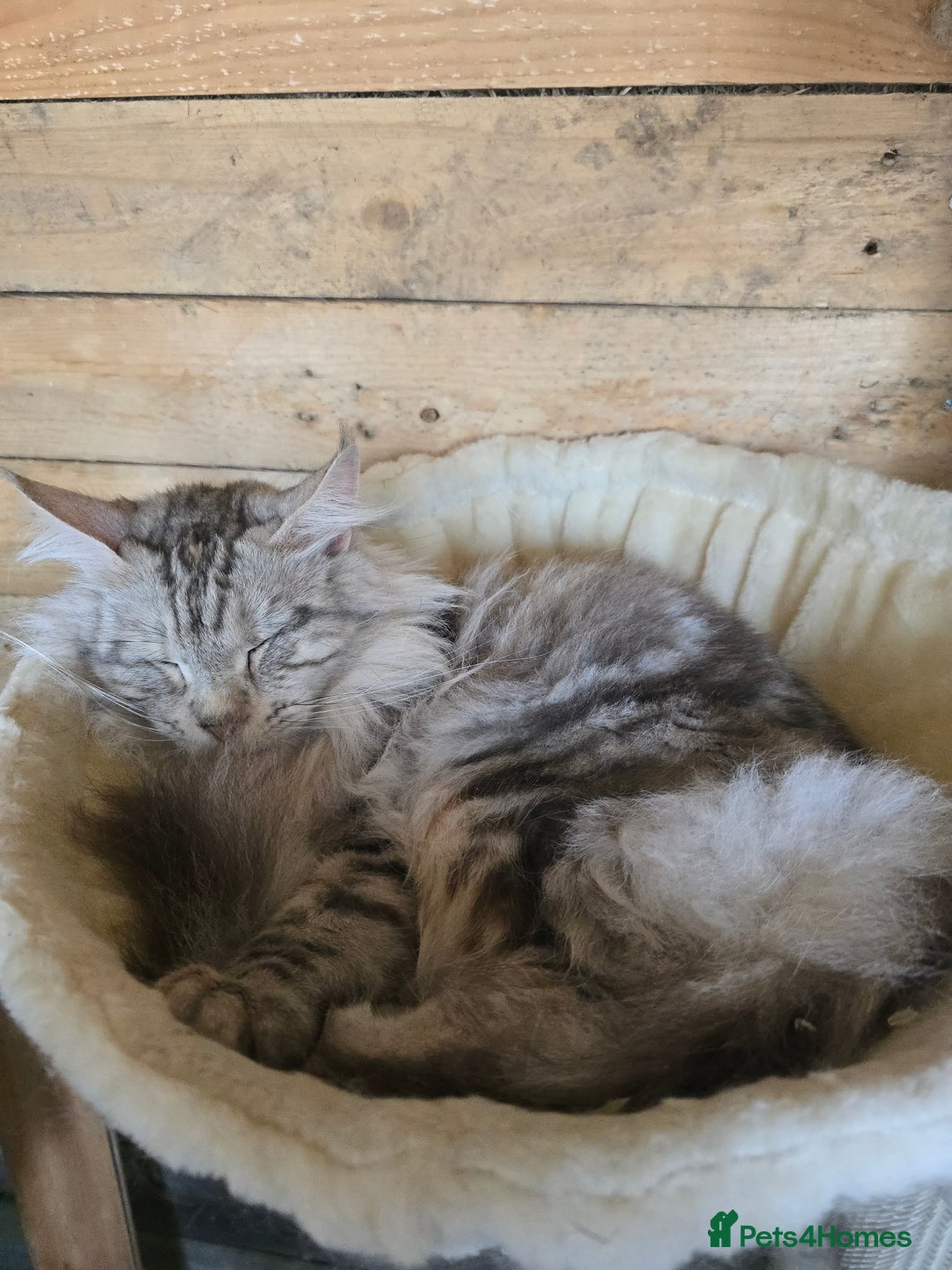 Maine Coon cats for sale: Maine Coon Black Silver Russian Lines - Image 8