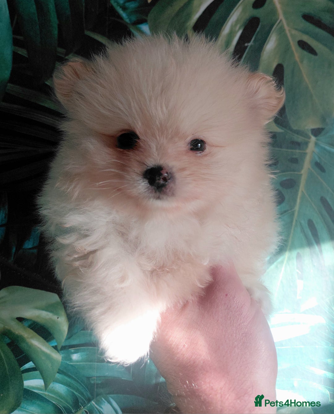 Pomeranian dogs for sale: Pomeranian puppies  - Advert 22