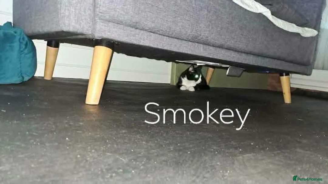 Domestic Shorthair cats for adoption: Bobby - DSLH Tabby & white boy in Kingswinford - Advert 2