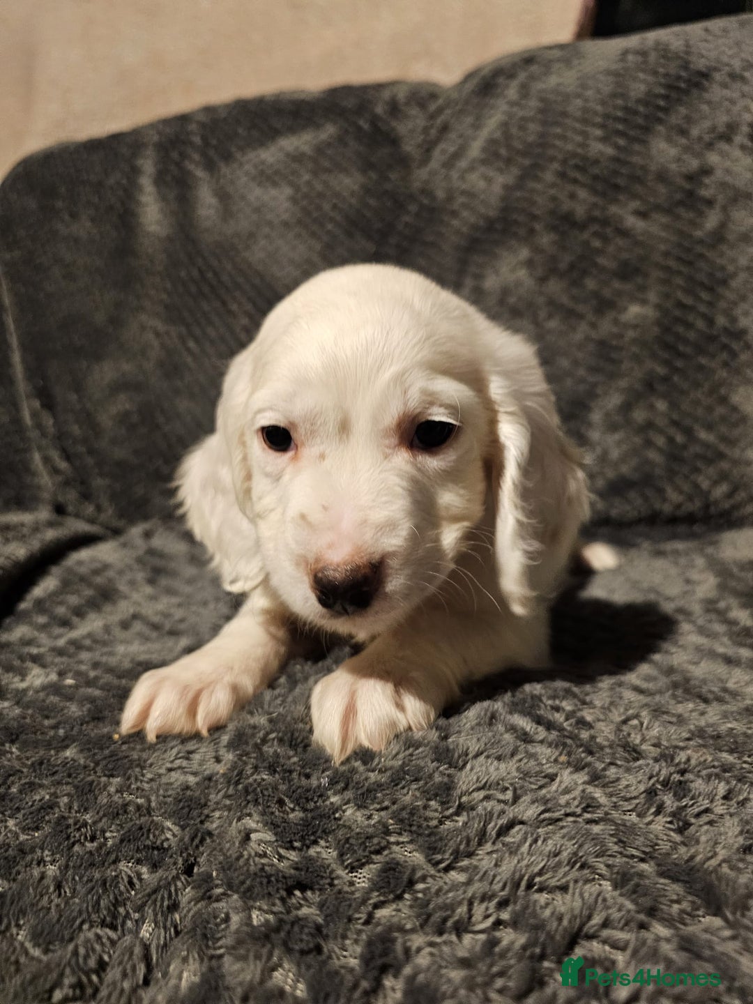 Cocker Spaniel dogs for sale: Cocker spaniels puppy's  - Advert 23