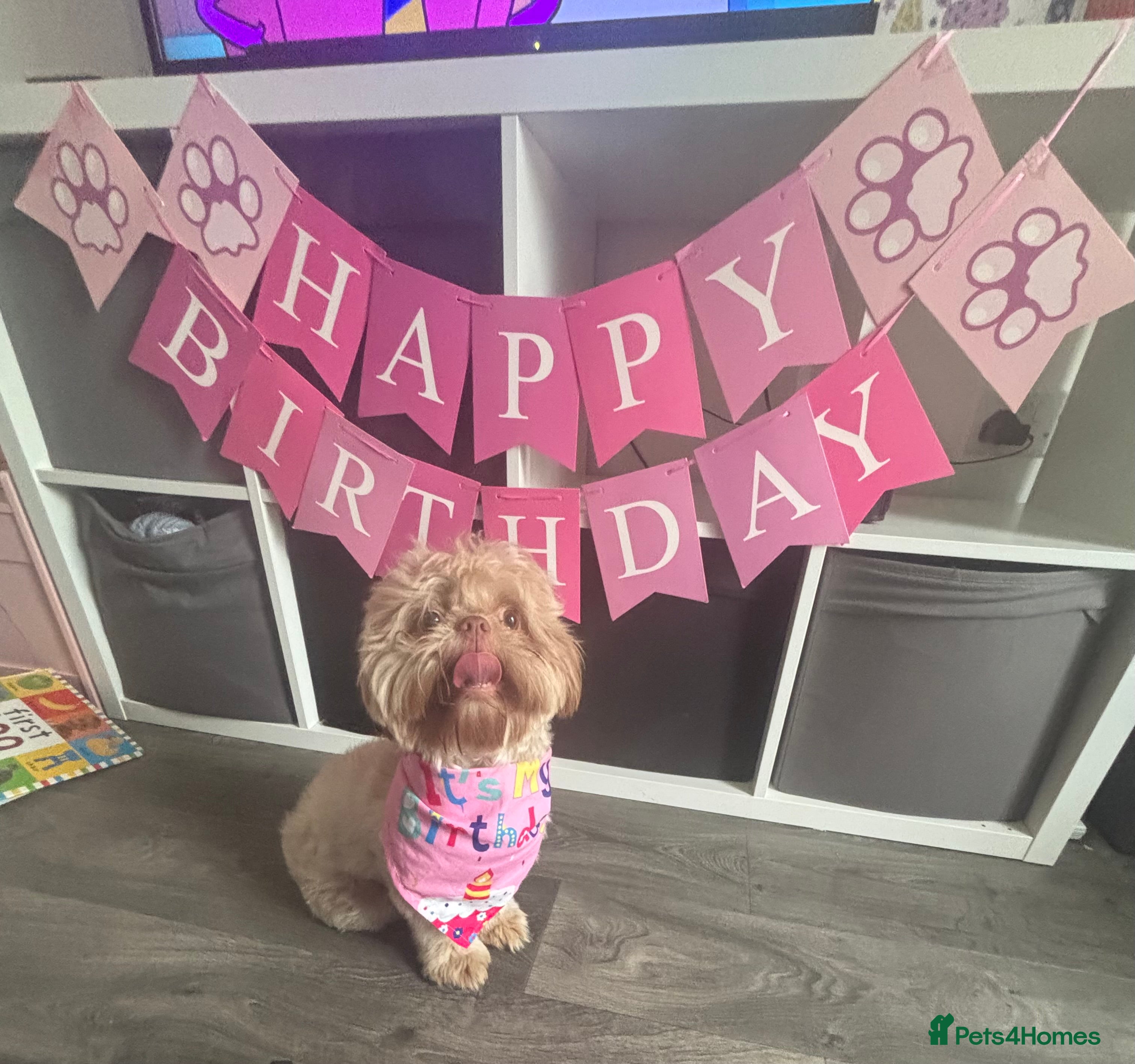 Shih Tzu dogs Rehoming Light Brown Shih Tzu 1 Year - Advert 1