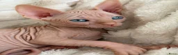 Sphynx cats for sale: 🐾 Beautiful Sphynx Kittens – Raised With Love 🐾 - Advert 12