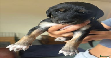 Saluki dogs - Advert 11