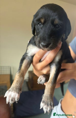 Saluki dogs - Advert 2