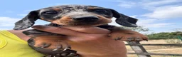 Miniature Dachshund dogs for sale: Miniature dachshunds  - Advert 9