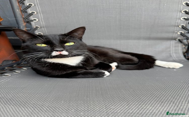Domestic Shorthair cats - Advert 1