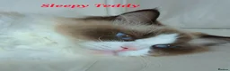 Ragdoll cats for sale: ✨ Exceptional Ragdolls,a distinguished lineage ✨ - Advert 17