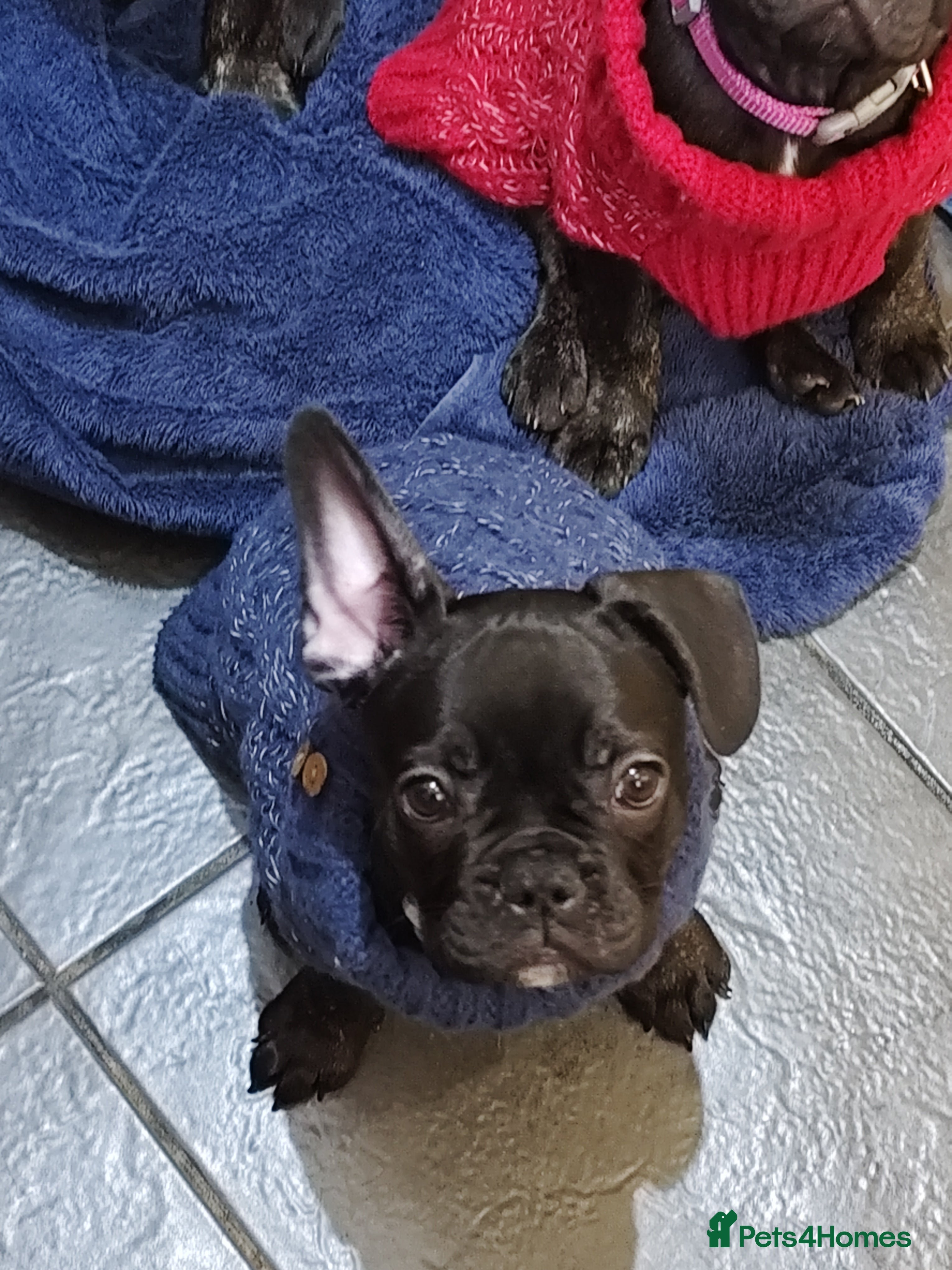 French Bulldog dogs French bulldog puppy READY TO LEAVE NOW - Advert 14