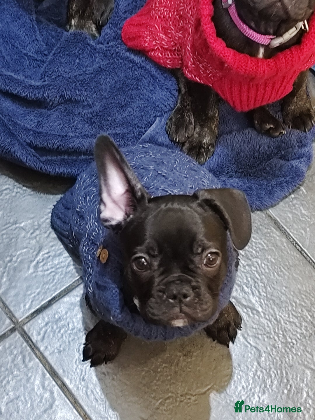 French Bulldog dogs for sale: French bulldog puppy READY TO LEAVE NOW - Advert 1