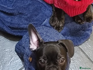 French Bulldog dogs French bulldog puppy READY TO LEAVE NOW - Advert 17